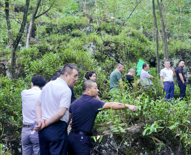 信天大浪坝基地500亩金钗石斛认养揭牌仪式落幕助力乡村振兴(图2) 信天大浪坝基地500亩金钗石斛认养揭牌仪式落幕助力乡村振兴(图2)
