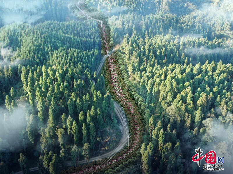 国网眉山供电公司“绿光森林”共享计划 构建电网互惠型生态圈(图2)
