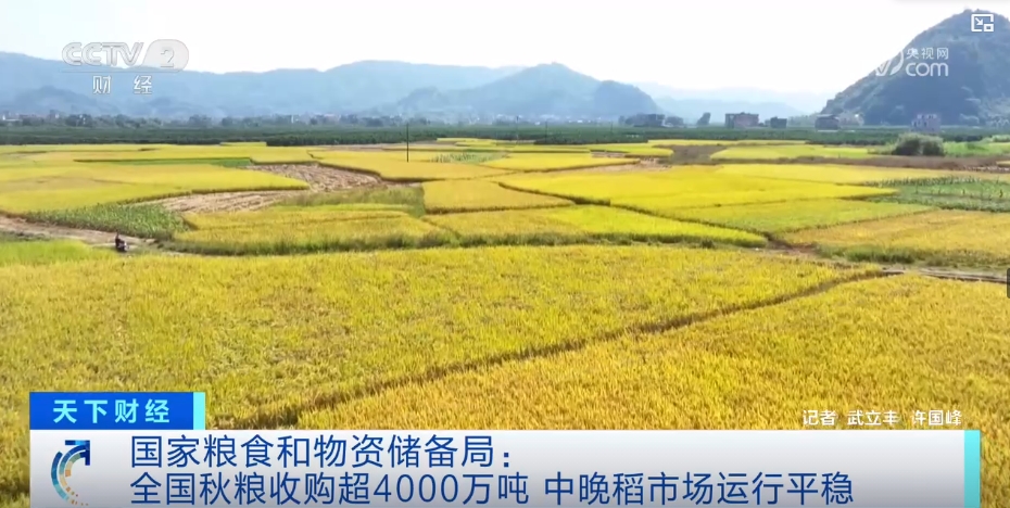 市场平稳优质优价！颗粒归仓绘“丰”景